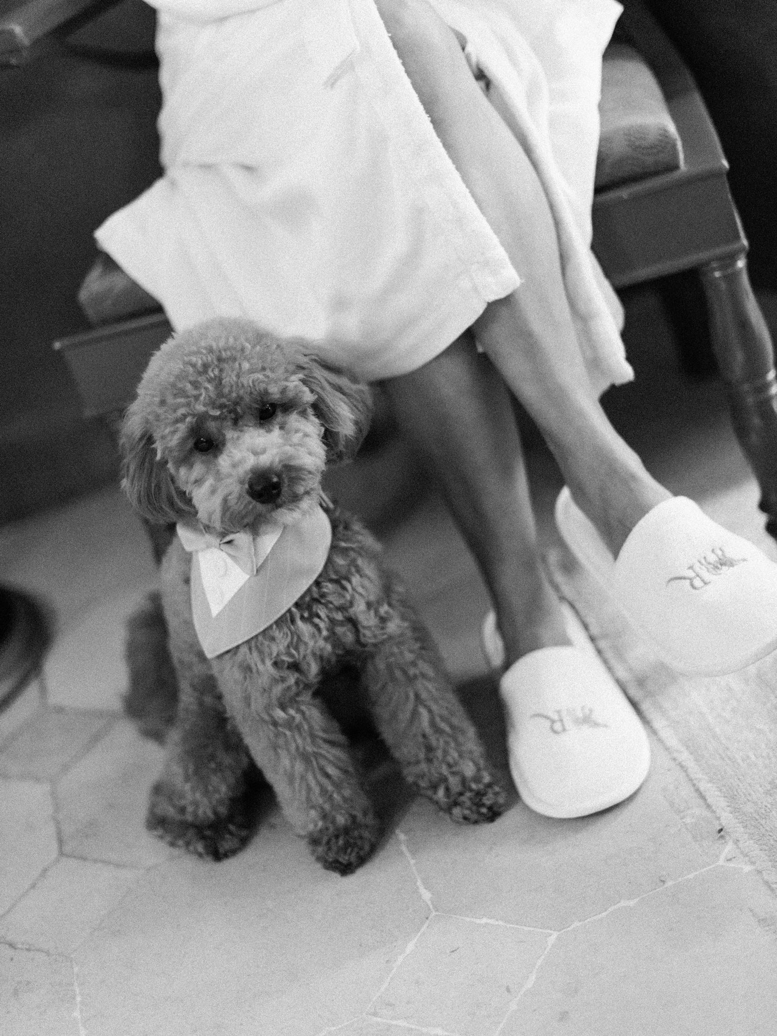 Bride getting ready with her dog during an editorial wedding in Paris