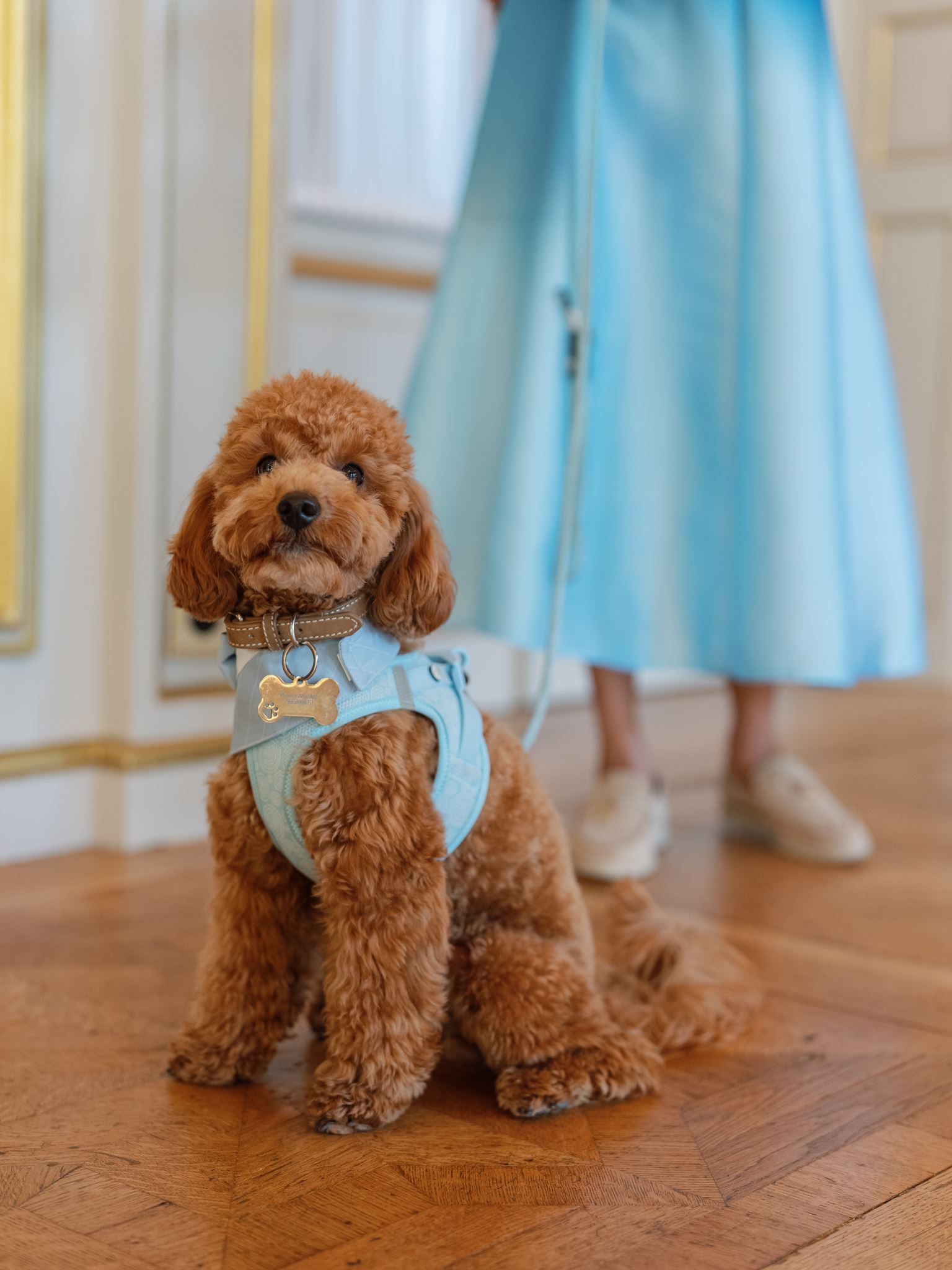 Small dog photographed beside a guest during an editorial wedding story in Paris