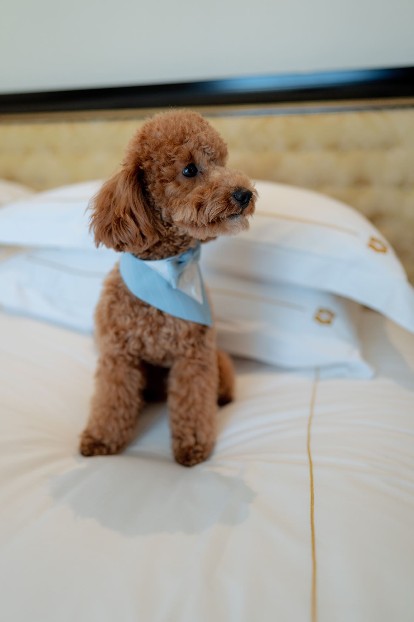 Small dog resting on a bed during wedding preparations in Paris